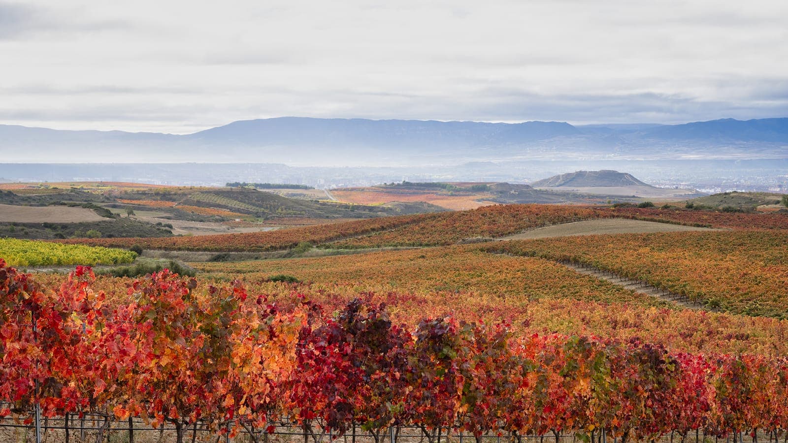 Bodegas Valdemar