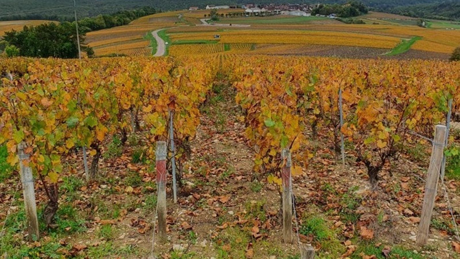 Domaine Pagnier