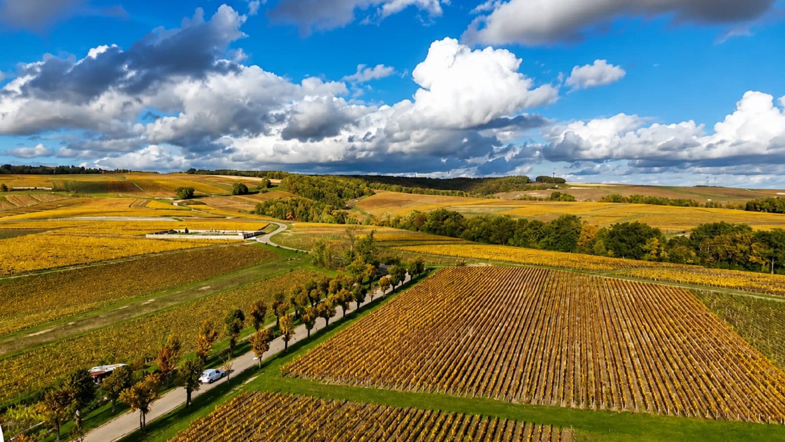 Domaine Marini
