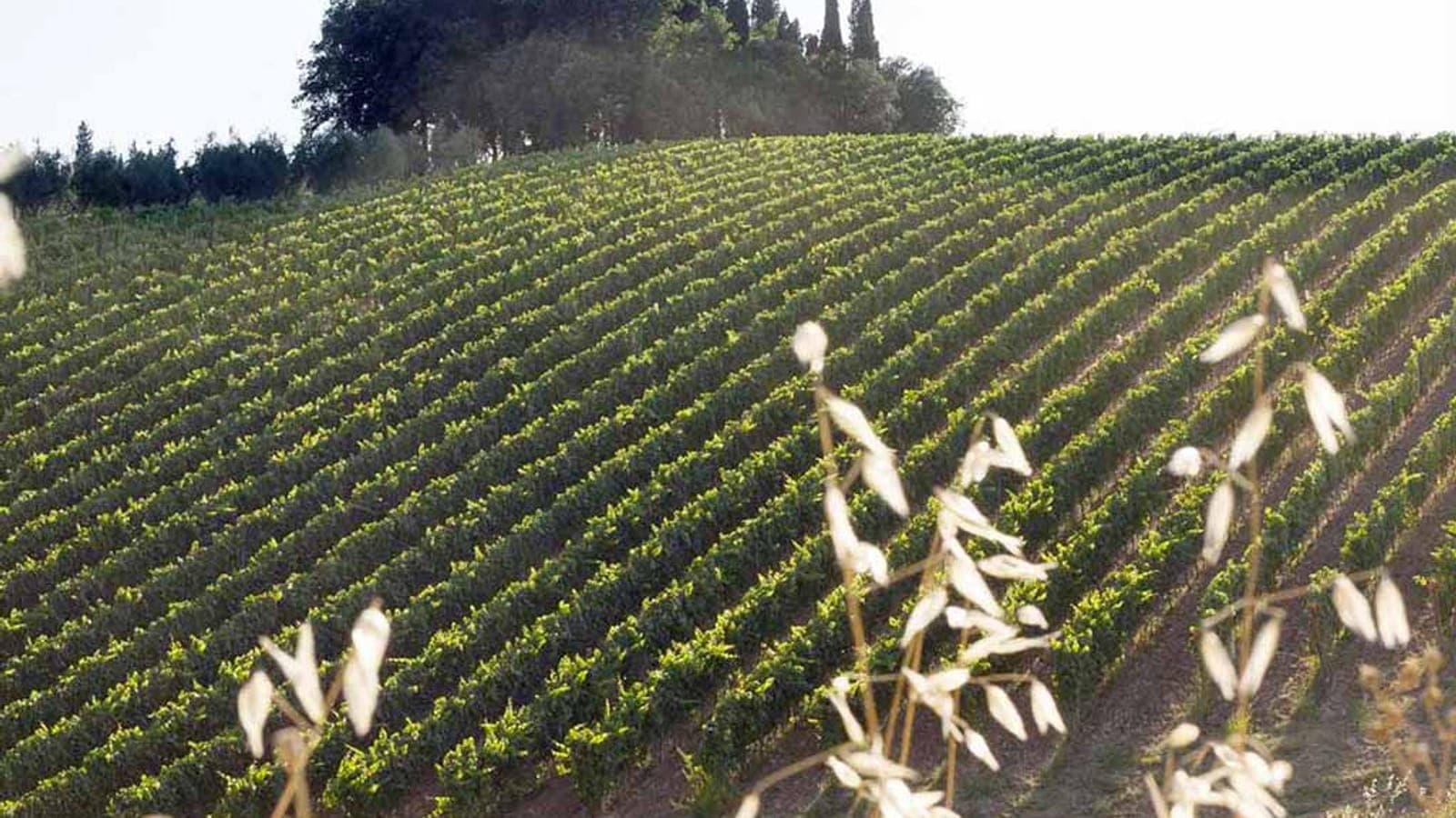 Piandaccoli